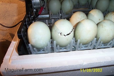 Over a dozon eggs in an incubator. one egg is beginnign to hatch