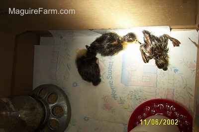 View from the top - Three ducklings are on a paper towel in a box with a water and food feeder. The third duckling is wet.