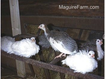 A bunch of keets are sitting on a metal hay rack grate. One Keet is standing up and facing the opposite way