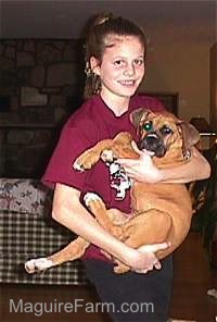 A girl in a maroon shirt is holding a fawn Boxer puppy in the air and next to her body