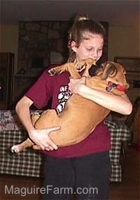 A Girl in a marron shirt is holding up fawn Boxer puppy looking down at it