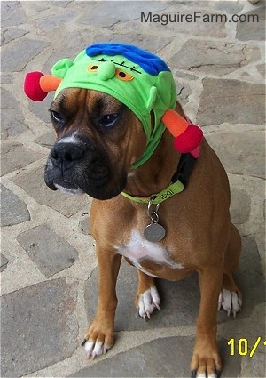 A fawn Boxer dog is wearing a green monster hat