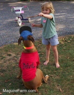 fawn Boxer Dog is sitting in a yard. She is wearing a blue hat and a red cotton shirt. A three year old girl is standing in the yard, holding a stick over top of The Dogs head. There is a tricycle in the background