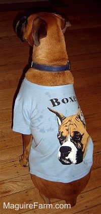 fawn Boxer Dog is sitting on a hardwood floor. She is wearing a  blue shirt with a Boxers face and the words - Boxer - on it