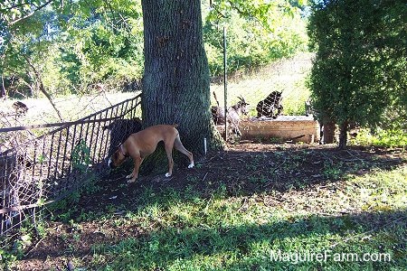The tan Boxer dog is standing next to a large tree. The dog is staring at goats on the other side of the fence in front of the tree