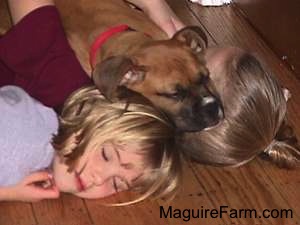 Close Up - Blonde haired girl, maroon shirt birl and fawn Boxer puppy are sleeping next to each other on a hardwood floor