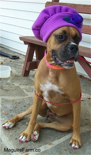 fawn Boxer dog is sitting on a stone porch. She is wearing a Purple dog hat and its nails are pink. There are pink beads wrapped around her body