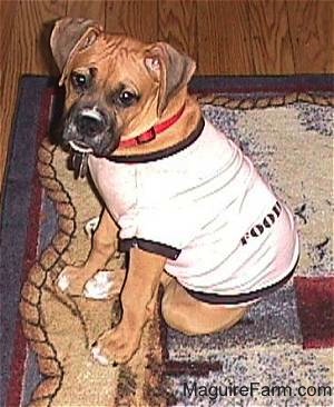 side view -fawn Boxer puppy is in a pink cotton shirt