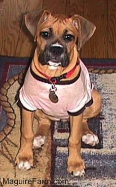 fawn Boxer puppy is in a pink cotton shirt
