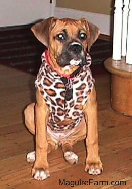 fawn Boxer puppy is wearing a leopard print jacket and sitting next to a staircase