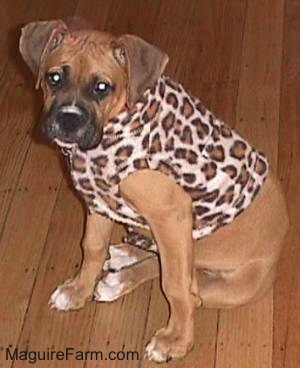 fawn Boxer puppy is wearing a leopard print jacket. She is sitting on a hardwood floor
