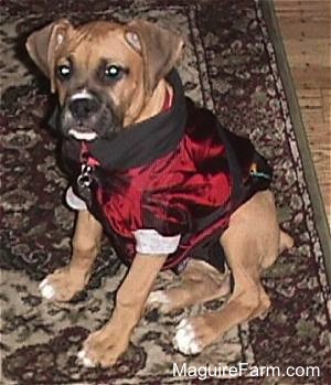 fawn Boxer Puppy is in a sports coat with the hood tucked in. She is sitting on a red and green oriental rug