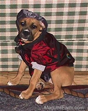 fawn Boxer puppy is in sports coat with the hood up. She is sitting in front of a couch