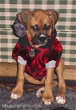 fawn Boxer puppy is in a sports coat with the hood down