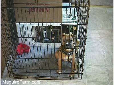 A tan Boxer puppy is sitting in a crate. There are several large boxes behind the puppy inside of the crate in a kitchen