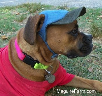 Close Up - fawn Boxer Dog is laying in a yard. She is wearing a blue hat and a red cotton shirt