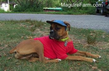 fawn Boxer Dog is laying in a yard. She is wearing a blue hat and a red cotton shirt. She is looking back at a thing into the distance