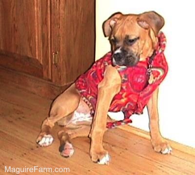 fawn Boxer Puppy is in a red fleece jacket leaning against a wall