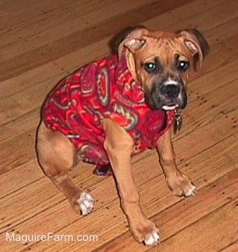 fawn Boxer puppy is wearing a red fleece jacket.