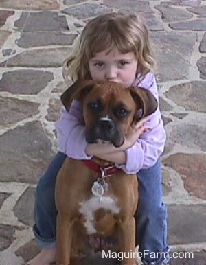 A fawn Boxer dog is sitting on a stone porch and getting hugged and kissed by a little girl in a pink shirt