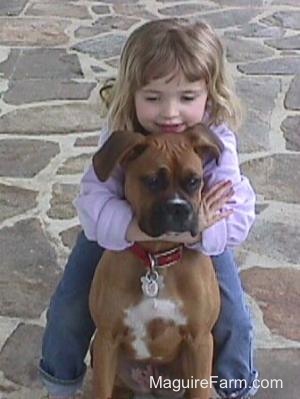 fawn Boxer Dog is sitting on a stone porch and getting hugged by a three year old girl