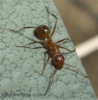 close up of a red Ant