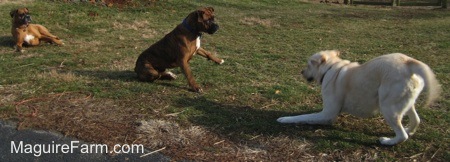 The yellow Labrador is play bowing at the brown brindle Boxer dog who has one of his paws in the air. They are both ready to play. The fawn Boxer dog is laying back and watching