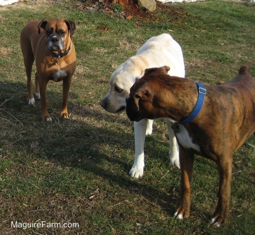 The fawn Boxer is looking at the yellow Labrador who is next to the brown brindle Boxer