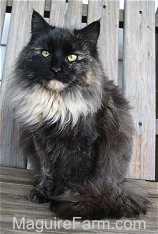 A longhaired calico cat is sitting on a wooden bench