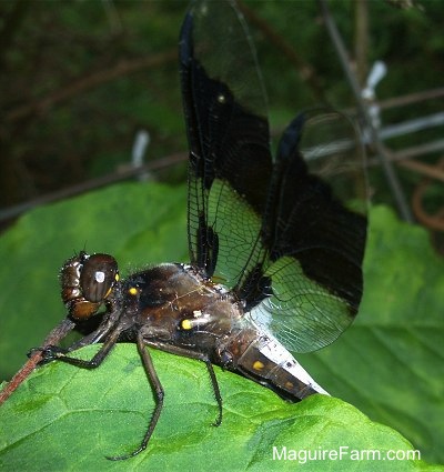 Dragonfly on a green leaf