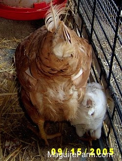 The backside of a red hen and a white chick are in the air as they eat a raw egg off of the bottom of a cage.