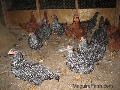 Eight Barred Rock Chickens and Six New Hampshire Red Chickens are looking around in a barn