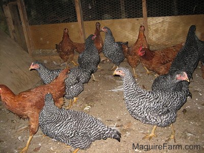 Eight barred rock chickens and five New Hampshire red chickens are walking around inside of a barn