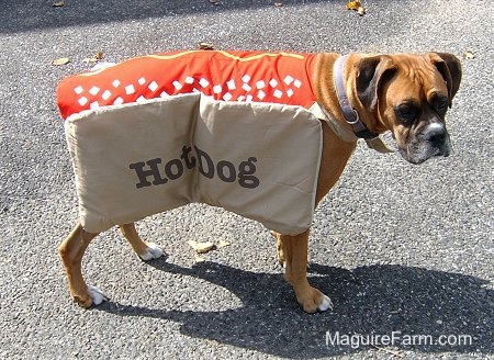 fawn Boxer Dog is wearing a Hot Dog costume and is standing on a black top