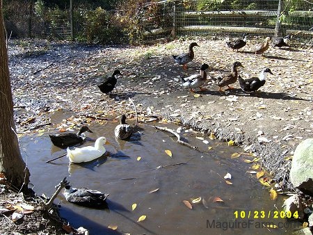 A Couple of ducks are swimming in the pond. A lot of the ducks are just exploring the area