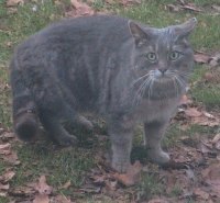 A Grey tabby is standing in a yard that is riddled with leaves and looking forward. The cat looks wide-eyed adn scared.