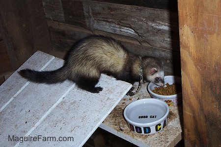 Ferret2.JPG