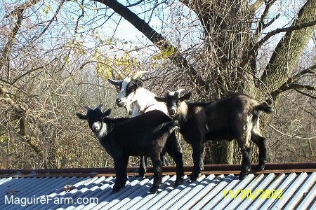A white and black goat and two other goats are standing on a tin roof of an old stone spring house