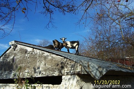 A white and black goat, a black goat, and a gray goat are standing on the tin roof of a springhouse