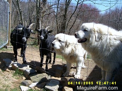Two black goats with white ears are standing next to two white Great Pyrenees dogs. They are looking through a wire fence.