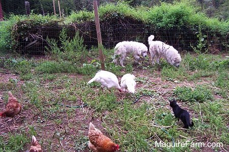Two Great Pyrenees dogs are sniffing the fence line. There are three chickens, two turkeys and a black cat on the other side of the fence