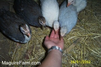 Guineas eating out of a hand. Two are black, brown and white, one is white and one is light blue.