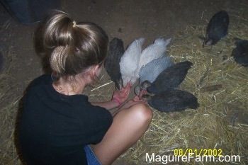 Six guinea fowl are eating out of the hands of a girl in a black shirt. There are Two guinea fowl in the background