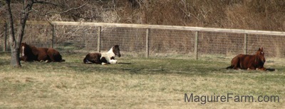 Two brown with white horses are laying near a fence with a brown and white paint pony laying in the middle