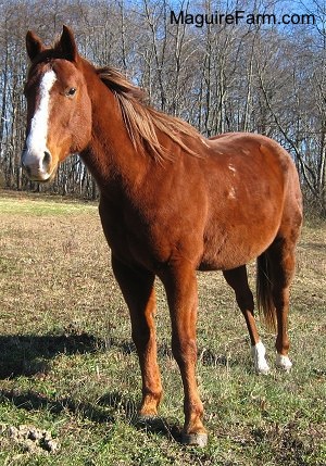 A brown with white horse is standing in a field