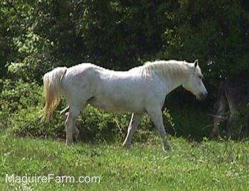 Close Up - A white Horse is in a field walking towards the trees