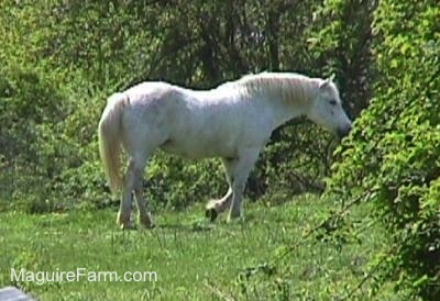 Close Up - A white Horse walking into the woods