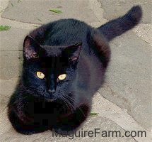 Jackson (Jackie)