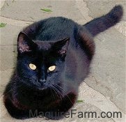 A shiny black cat is laying on a stone porch and looking up
