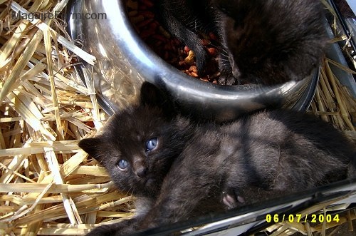 A little black kitten laying in hay next to a silver bowl full of food. There is another black kitten laying in the food.